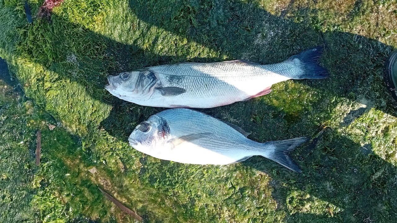Surfcasting #cazaypesca #fishing #fish #fish #lineadepesca #lineadepesca #travel #pesca