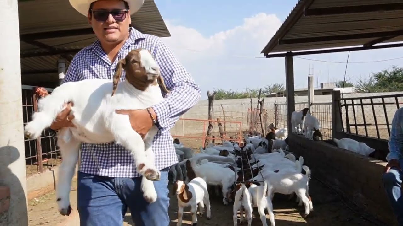 Rancho la esperanza criadores de vacas lecheras, cabras 🐐 boer, borregos dorper y toros de engorda