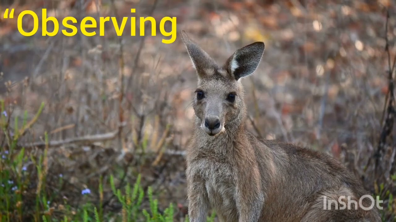 “Look Closely! Baby Kangaroo in Pouch 🦘 | Rare Wildlife Video”