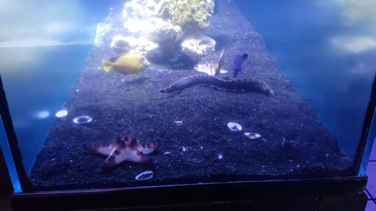 saltwater aquariums