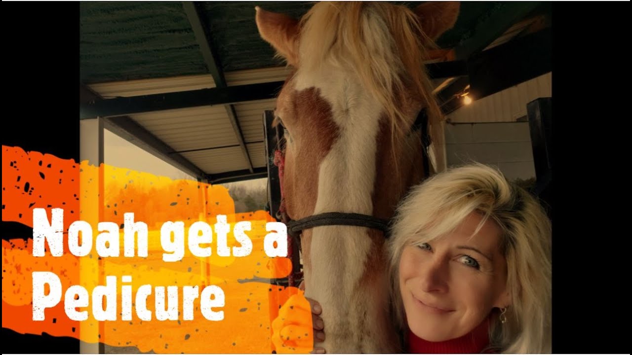 Noah the Gentle Giant Belgian Draft Horse Gets a MUCH Needed Hoof Trim