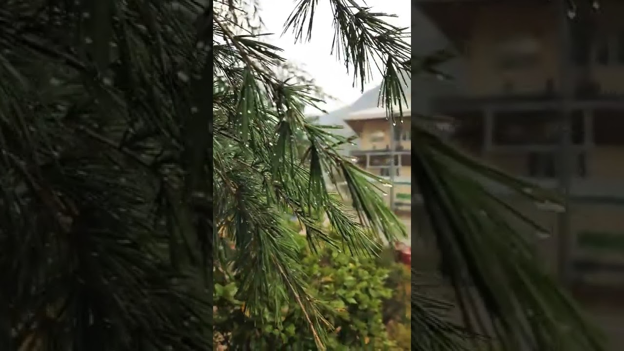 IIT Mandi South Campus in rain 🌧 | #iitmandi #mandi #himachal #rain #deodar  #iit #iitlife