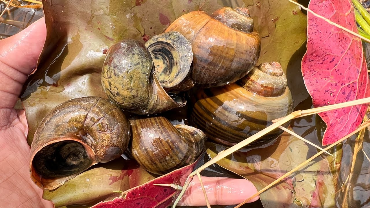 Most interesting video in rural place & relaxing music - Snails videos #viewphotography #naturalview