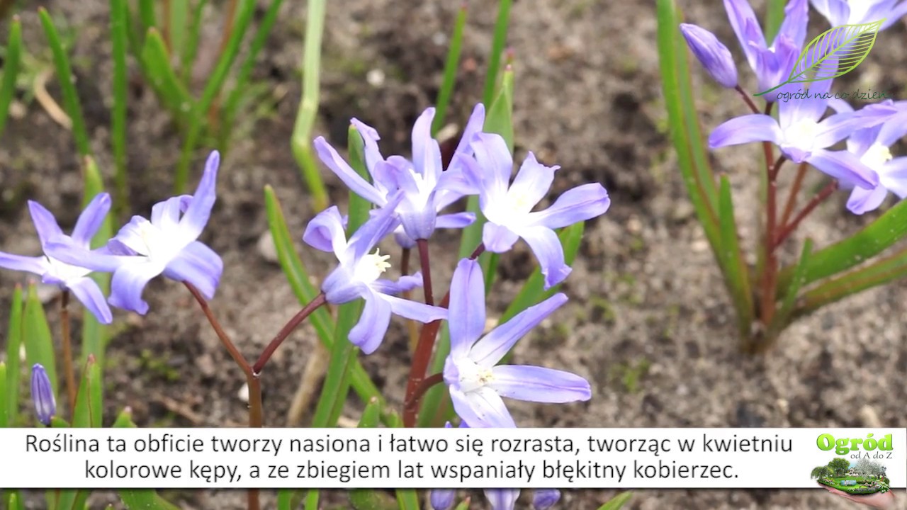 Cebulica syberyjska