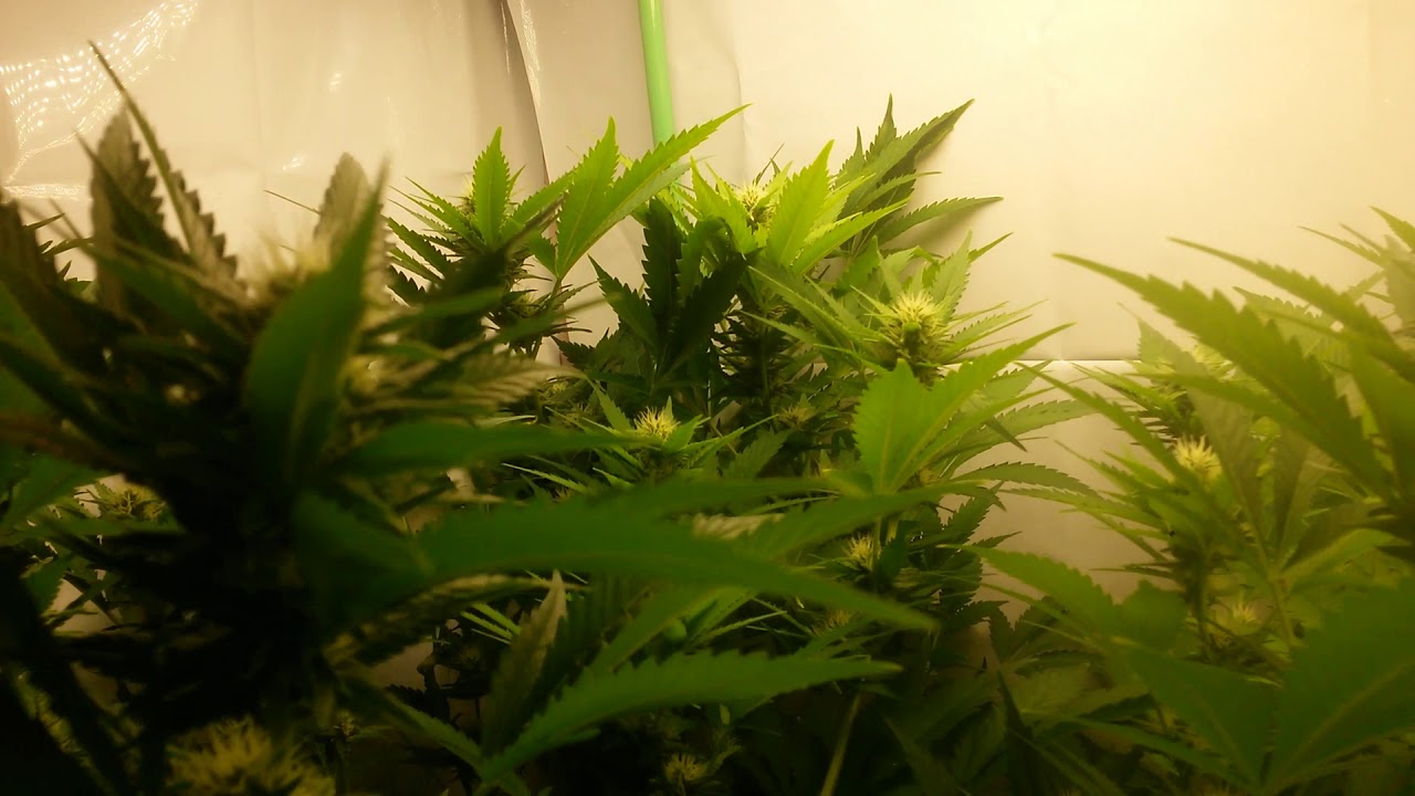 Half pound closet grow! Day 33 and 20 of flower under two HLG 100 quantum board grow lights