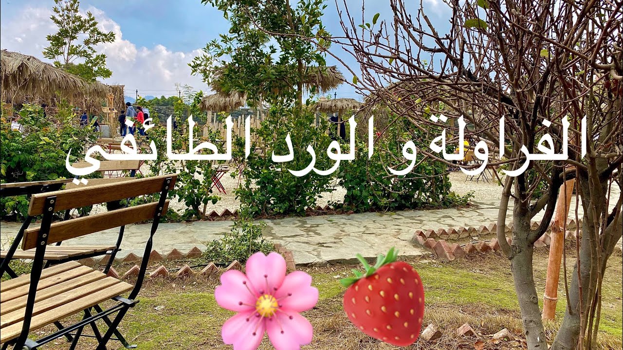 مزرعة الفراولة و الورد الطائفي في الطائف 🍓