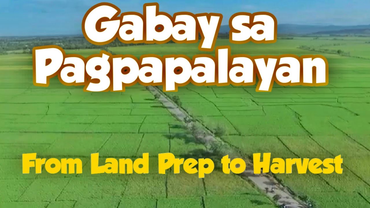 2022 Guide for Rice Production/ From Land Prep to Harvest