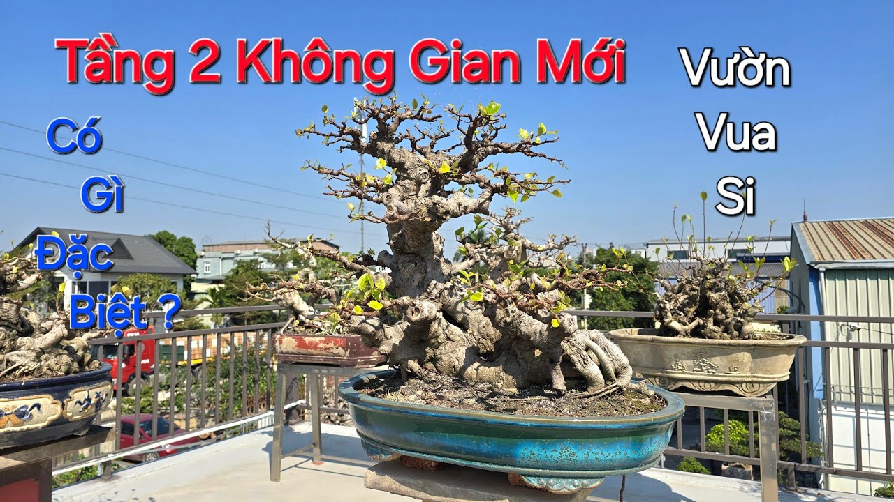 LÊN TẦNG 2 NGẮM CÂY - SÂN CHƠI VỪA LÀM XONG của VUA SI HẢI DƯƠNG - ĐT: 0913539138 .