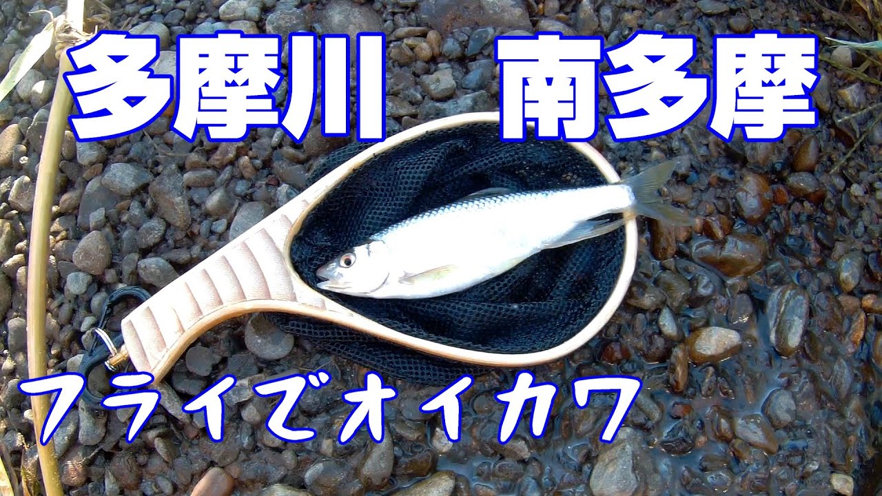 多摩川は南多摩でオイカワのフライフィッシング