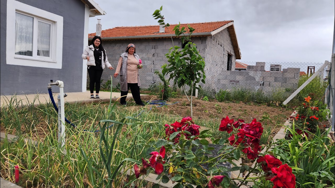 BAHÇEMİZE GELDİK AKŞAM VAKTİ GÜZEL GELİŞMELER VAR
