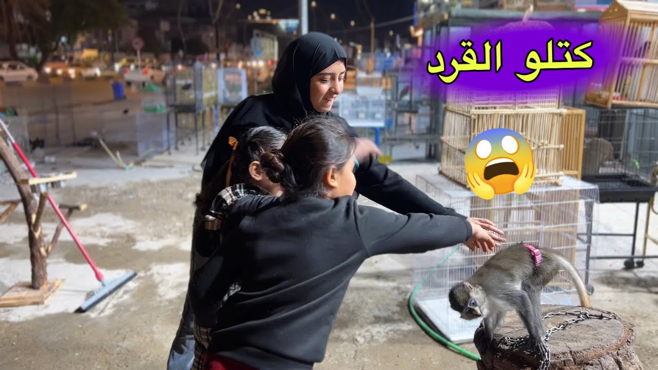 اشترينا قرد وطلع القرد حرامي