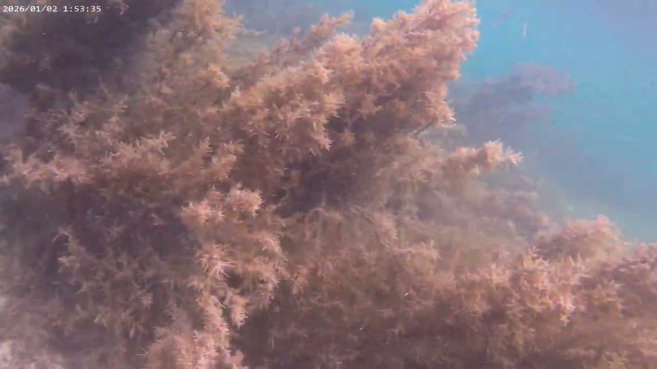  Under Seawater In Lipayran Island January 3, 2026 #lipayranisland #beach #underseawater 