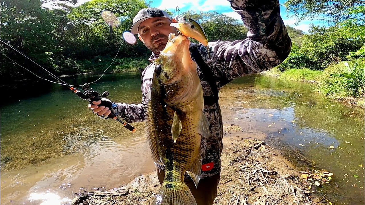Pesca de GUAPOTE y MACHACA en el río Parismina Limón Costa Rica