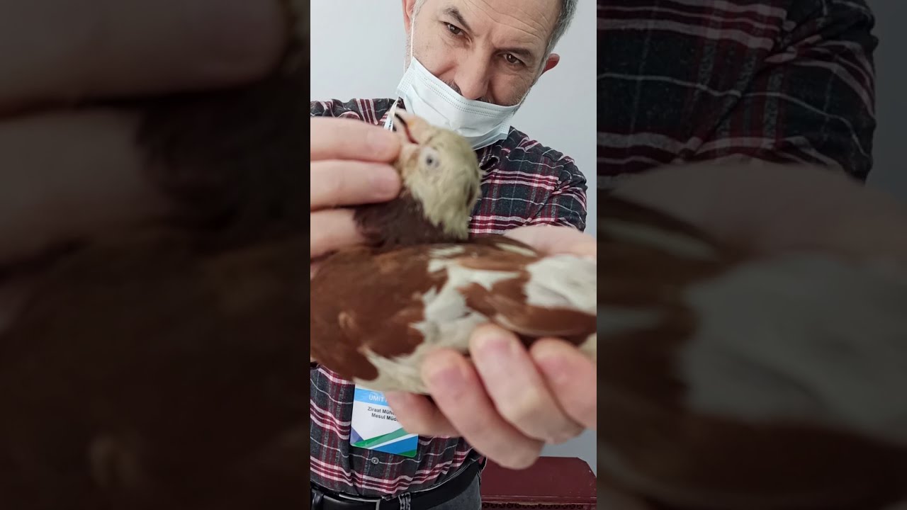 Nadir Görülen Bir Vaka: Cylamidya (Muayene ve Tedavi Programı)