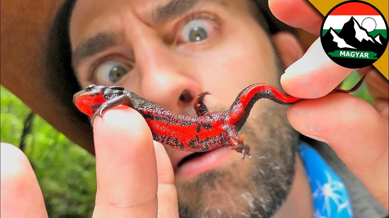Mérgező tűzhasú szalamandra VS Coyote Peterson | Brave Wilderness Magyar