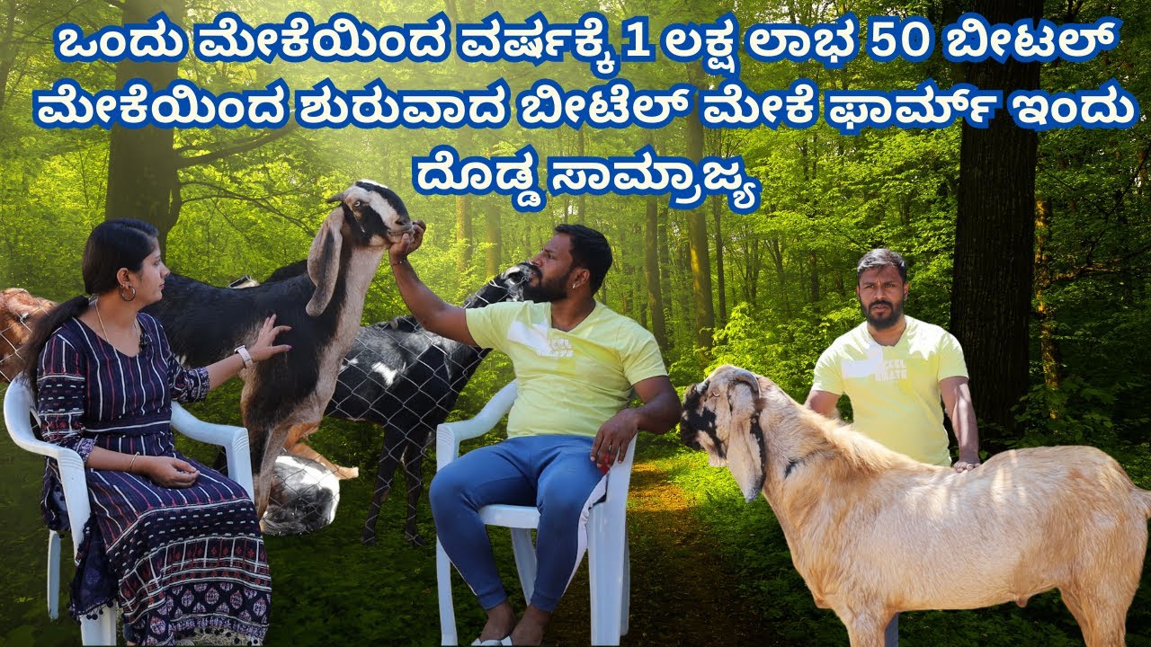 50 ಬೀಟಲ್ ಮೇಕೆಯಿಂದ ಇಂದು ದೊಡ್ಡ ಸಾಮ್ರಾಜ್ಯ👉ಎರಡು ಹೊಸ ಶೆಡ್ ಮಾಡಿದ್ದೇವೆ👉200% ನಮ್ಮBeetal Goat Farm ಲಾಭದಲ್ಲಿದೆ
