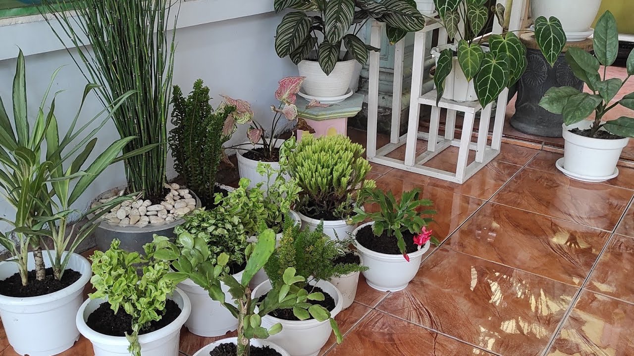 Repoting Tanaman Baru Erna Garden