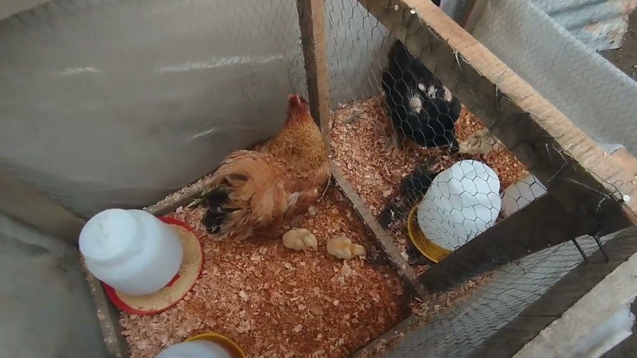 los pollitos de la chiqui ya nacieron 🐔🐣🐣/ actualización del corral