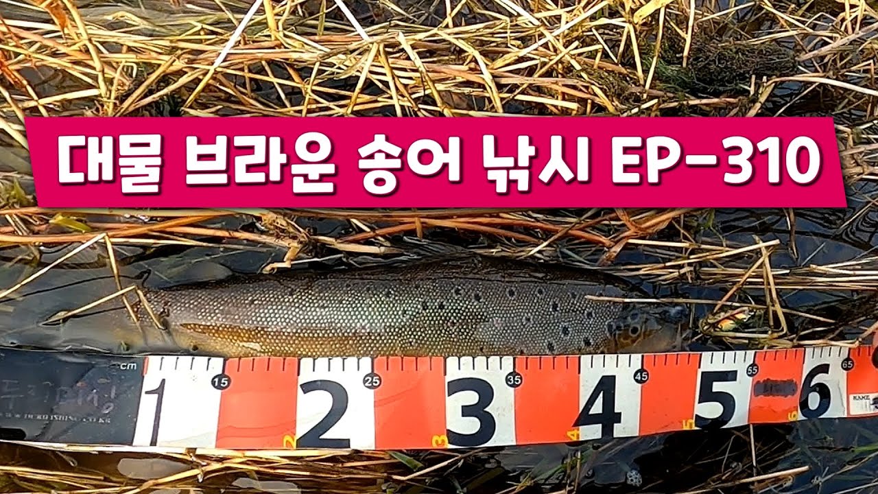 당장 !  브라운송어 낚시 가고 싶은영상 EP-310