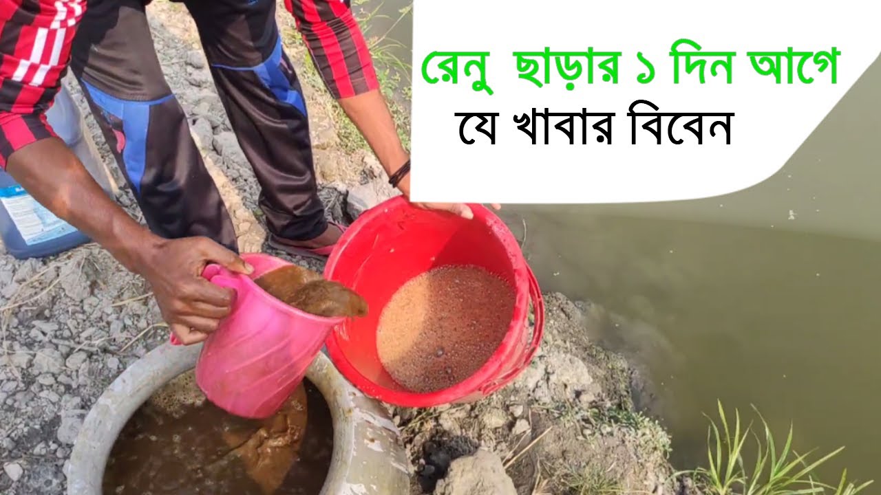 পুকুরে রেনু পোনা চাষ | Renu pona cultivation in the pond Part 2