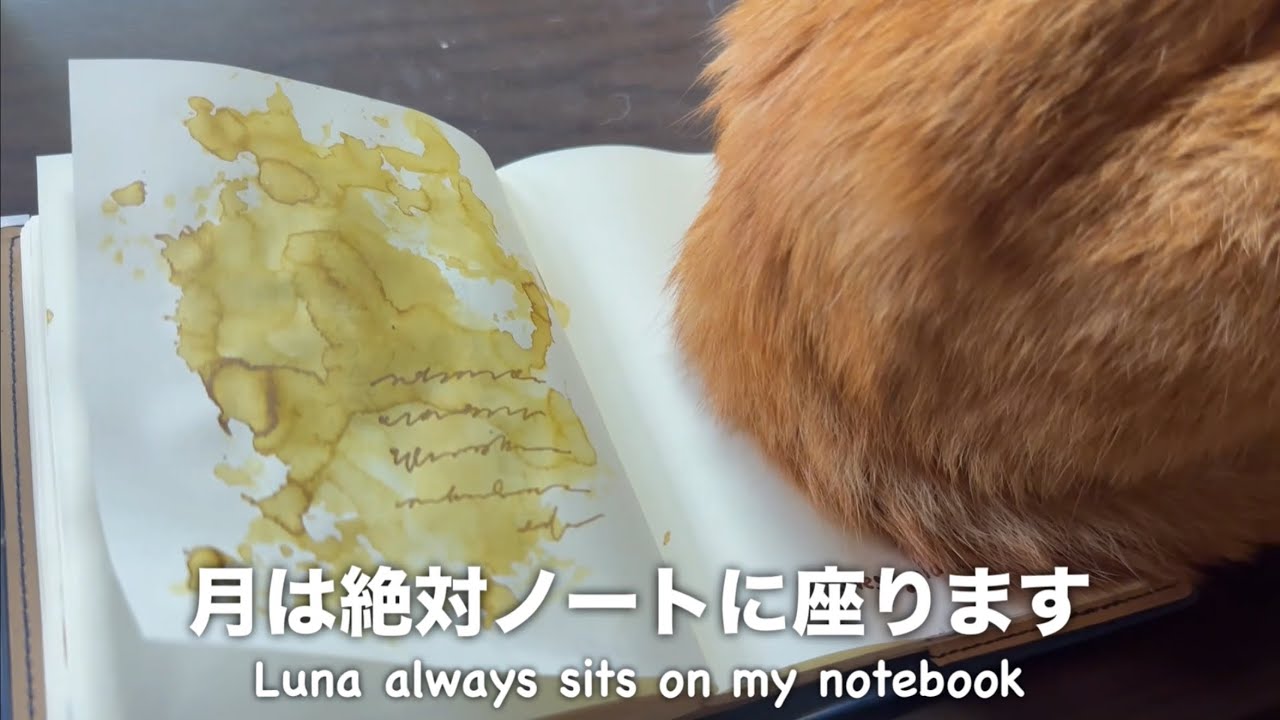 猫は時計のかわりになりますか　A Notebook of Songs and Poems I Love