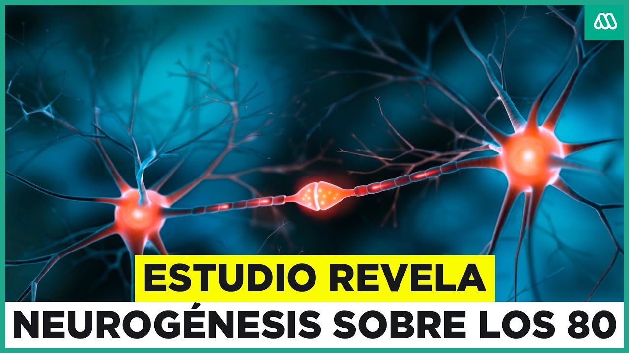 Neurog&eacute;nesis: Estudio revela que el cerebro sigue desarroll&aacute;ndose sobre los 80 a&ntilde;os