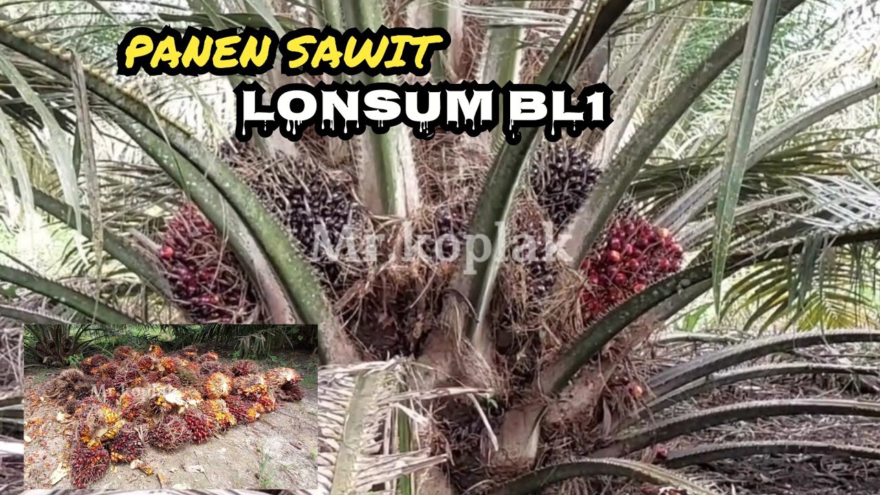 panen sawit buah banyak!!! varietas lonsum BL1