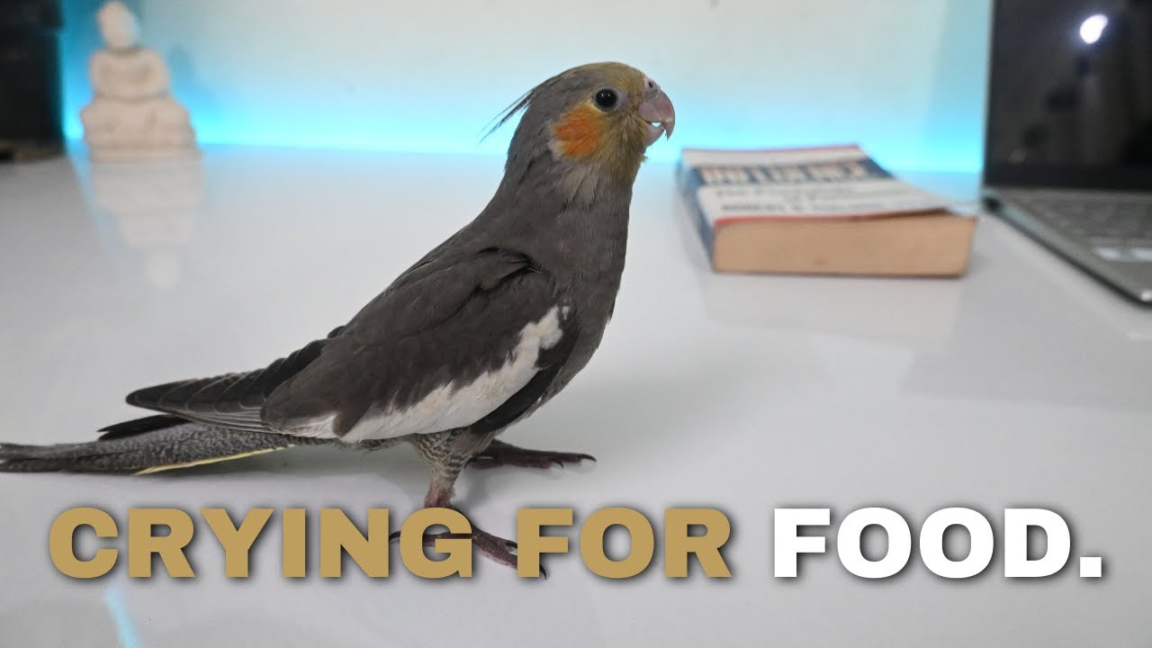 Shift Your Birds from Handfeeding to Self Feeding: The Ultimate Guide | Cockatiel tips