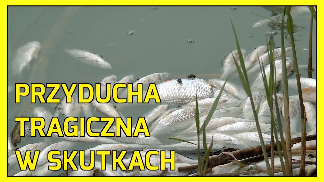 Koskowice: Tysiące ryb na brzegu jeziora