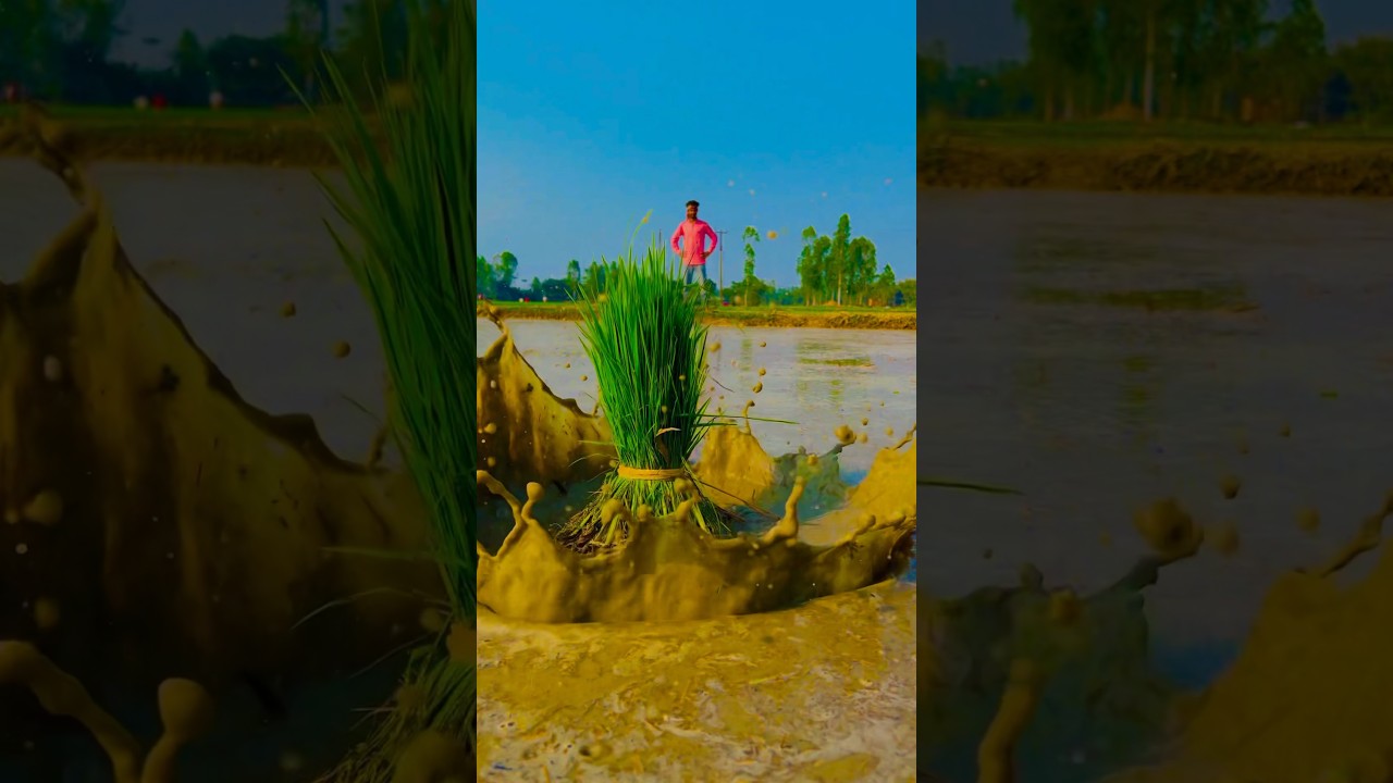 Village ka cinematic video shoot  ||  Gaon kacinematic video shoot 🔥🌾