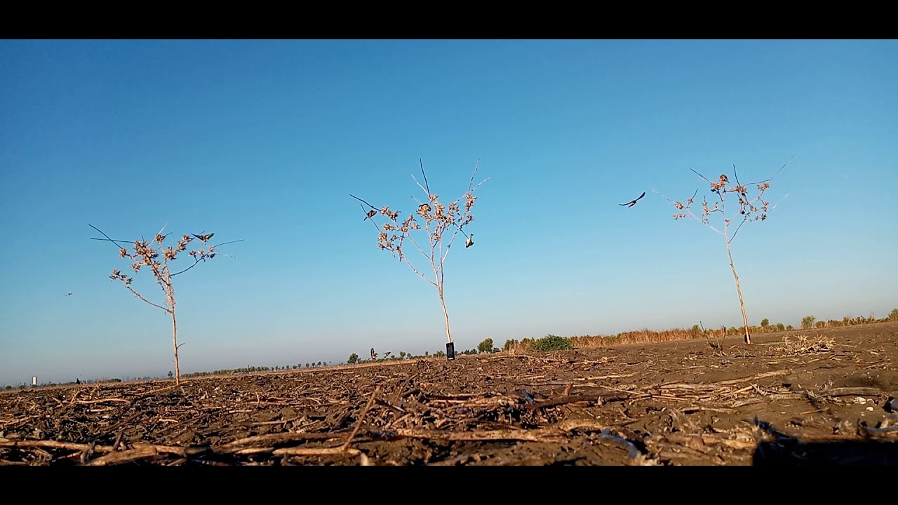 تعال لي شوف جديد صيد الحسون في المغرب 2020 Caza jilgueros Marooc