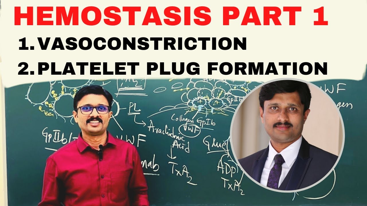 4. Hemostasis 1/2 Vasoconstriction & Platelet Plug Formation