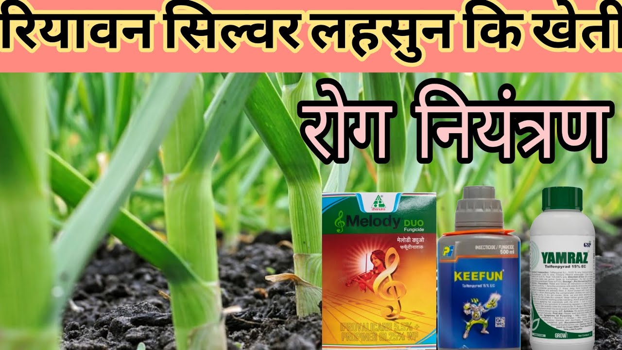 रियावन लहसुन की खेती मैं पीलापन रसचुस्क थ्रीपस नियंत्रण का उपाय तुरंत कैसे करें।पत्ती धब्बा को रोकने