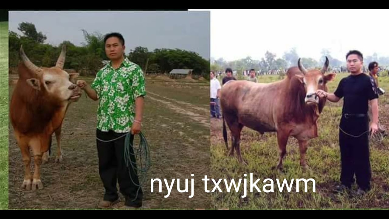 qhia txog kev tu nyuj kawm paub D3