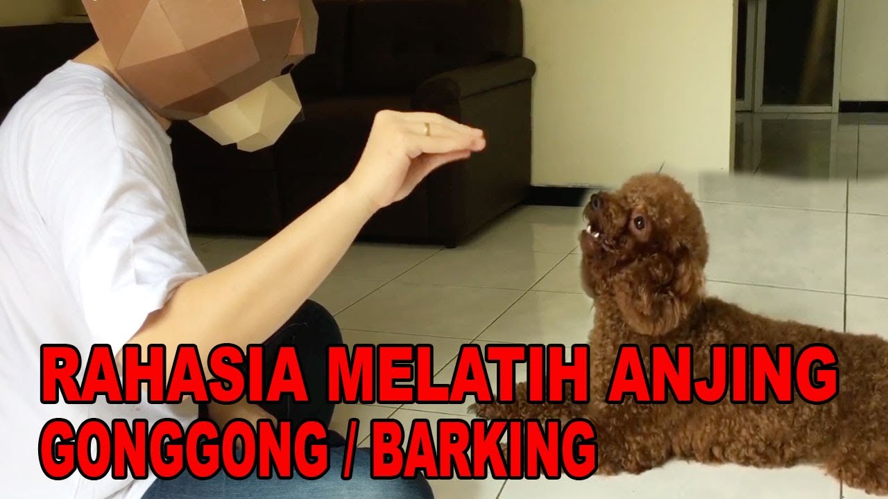 CARA GAMPANG MELATIH ANJING UNTUK GONGGONG ATAU BARKING