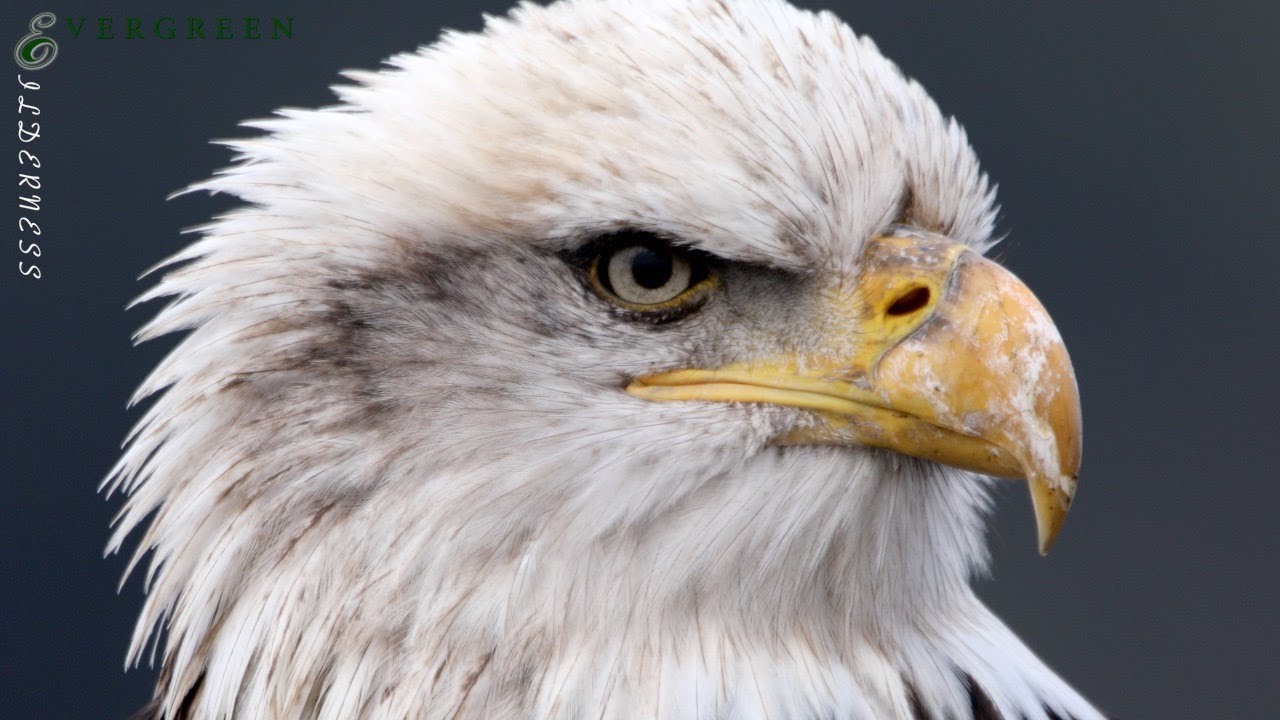 Birds of the Pacific Northwest
