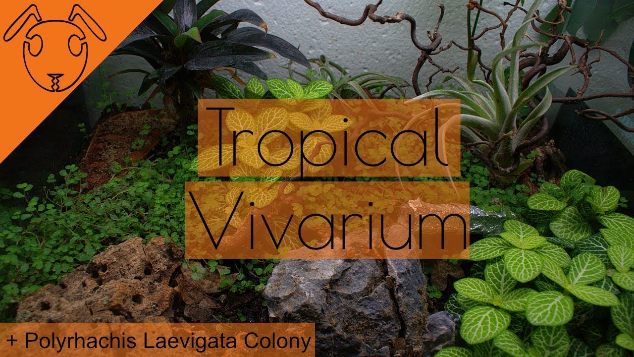-Ant Vivarium Build- With Polyrhachis Laevigata *Tutorial*