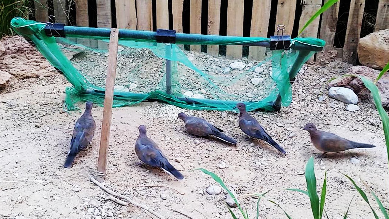 Очень простой способ поймать голубя (пальмового голубя) 😎😁🕊
