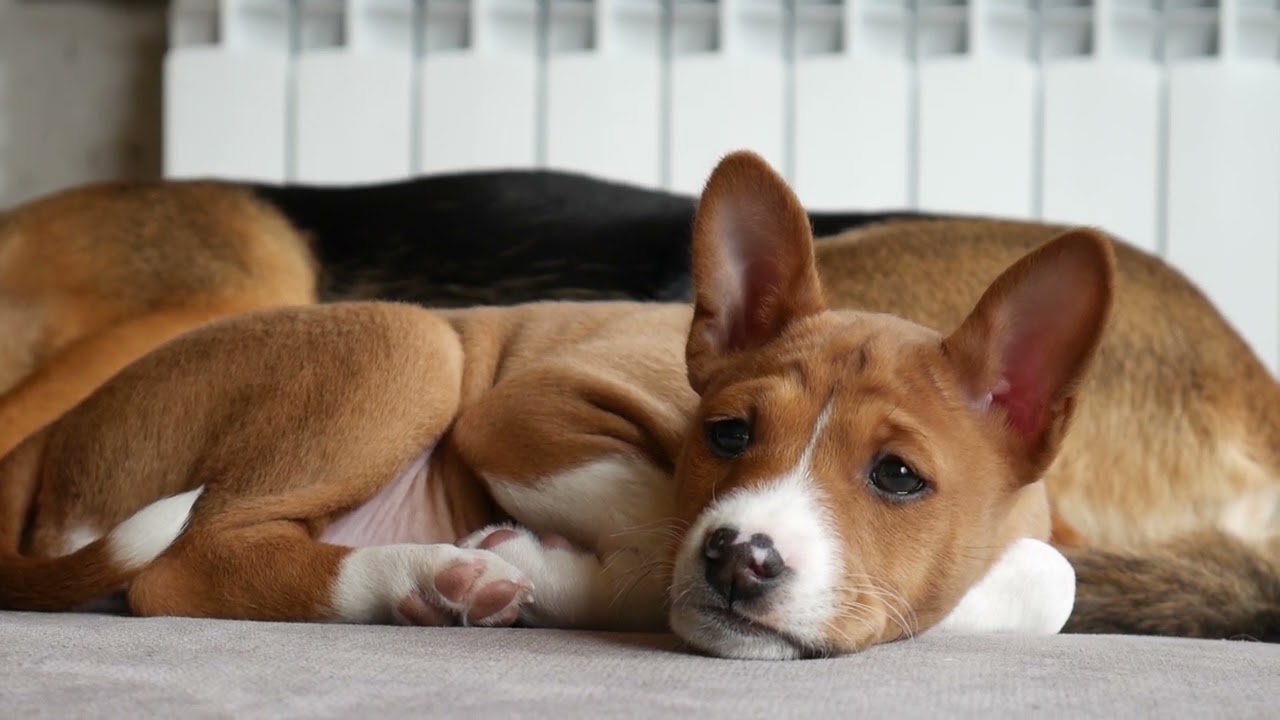 BASENJI Freya pierwsze dni w rodzinie