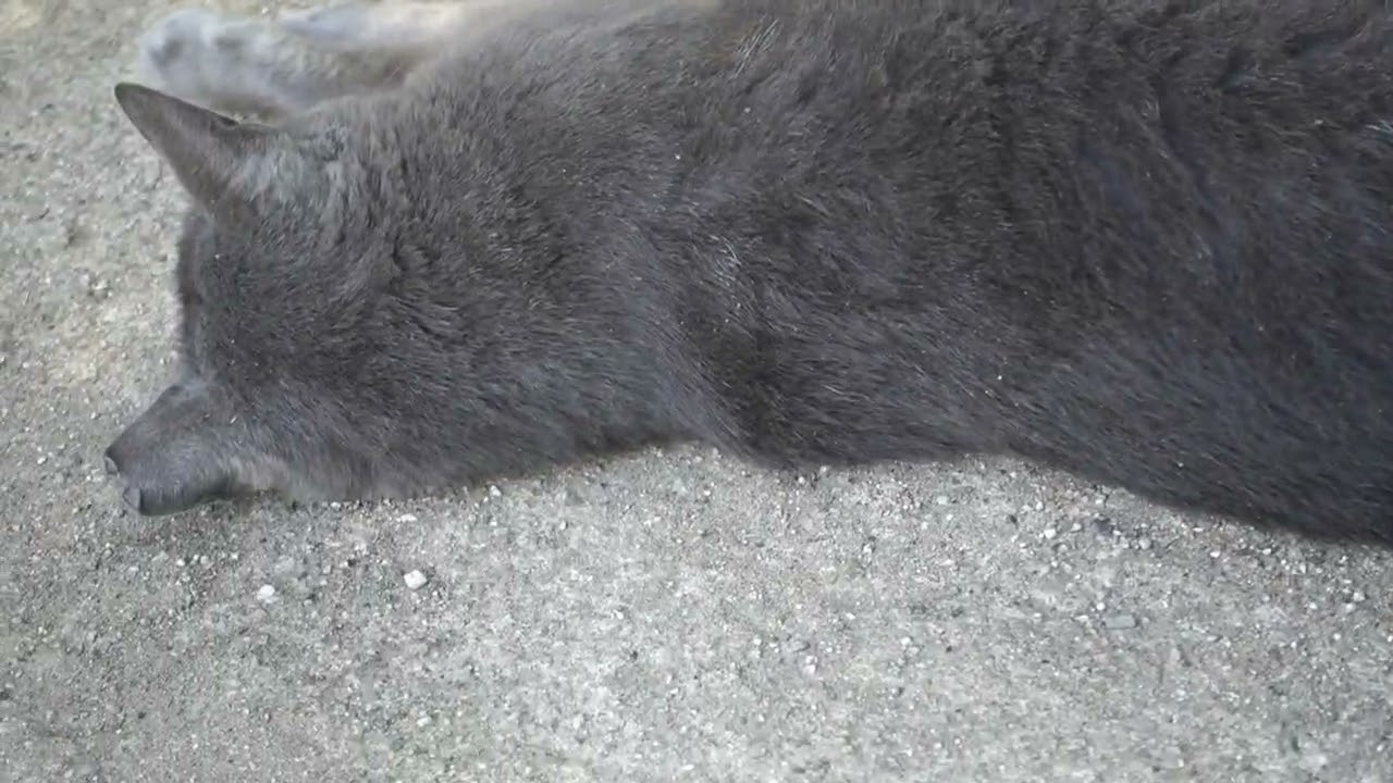 【Cat Video】 meowmeow Happy #cat  #cats  #cute
