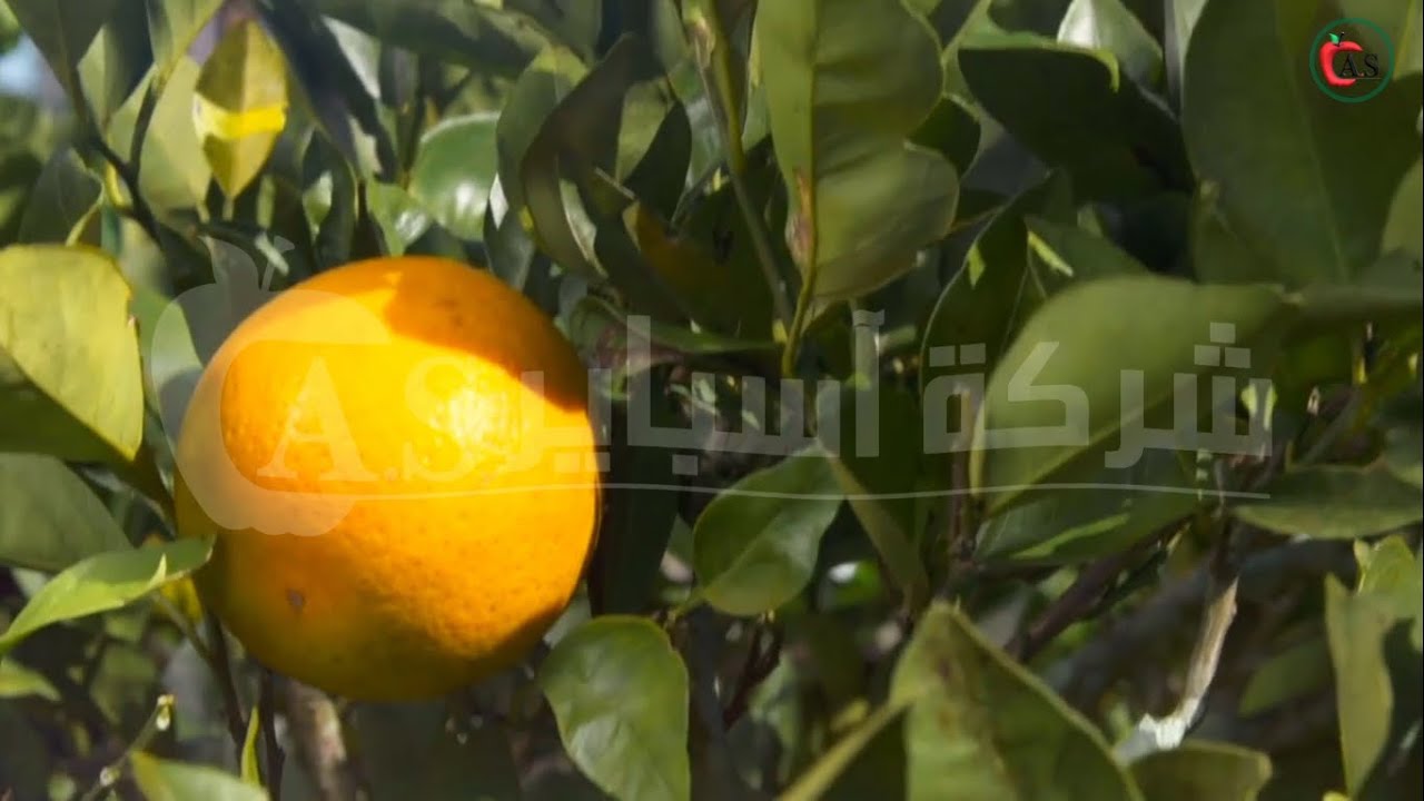 زراعة الموالح واهم الأفات الحشرية البق الدقيقي و الحشرات القشرية و ذبابة الفاكهه وطرق