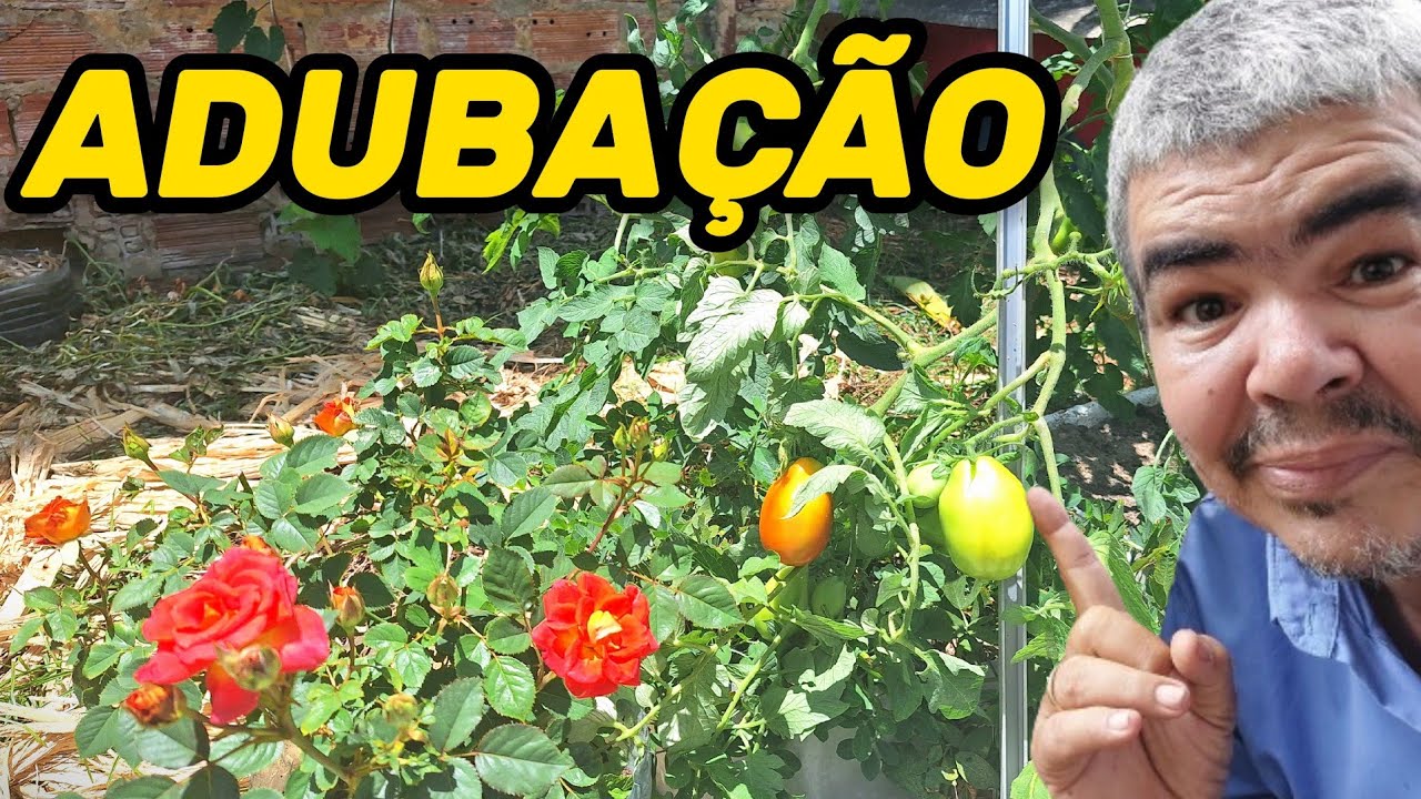 Adubação dicas imperdíveis sobre deficiências nas folhas