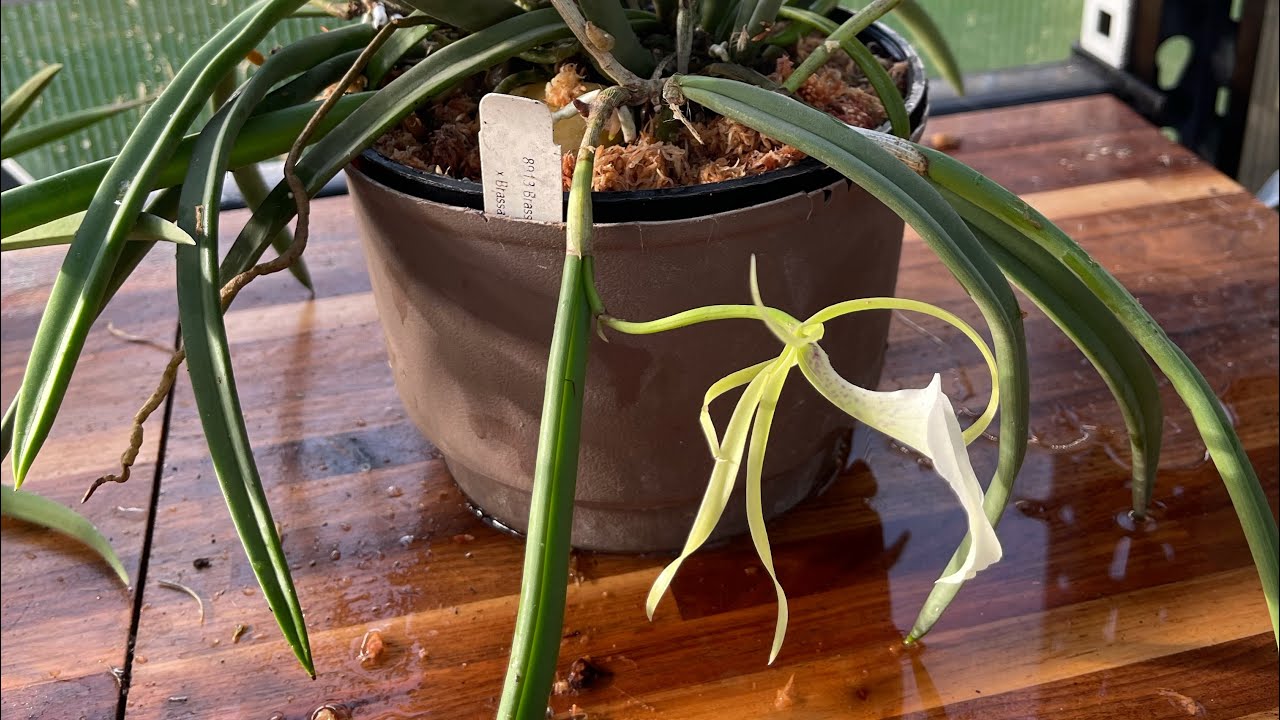 Brassavola Nodosa repot