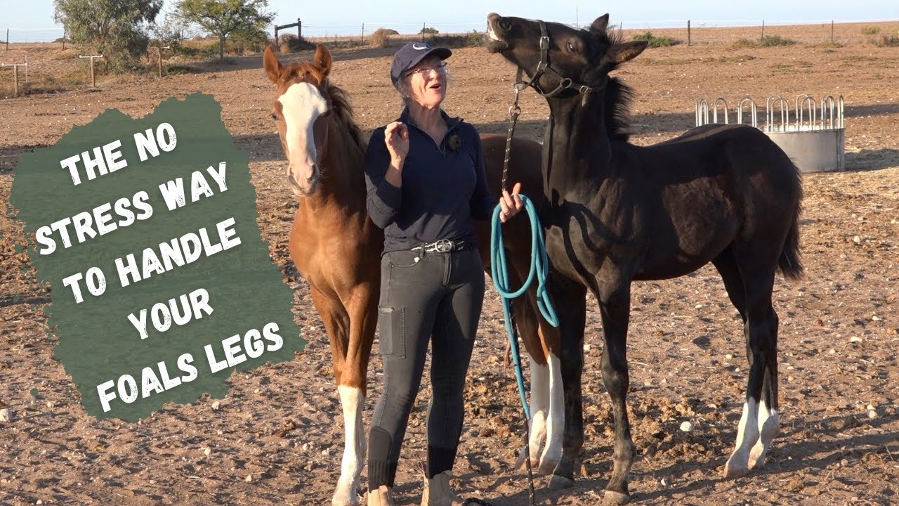 How I Train My Foals: Handling Legs & Building Trust