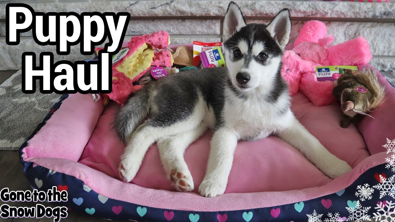 Everything I Bought For My New Husky Puppy Haul
