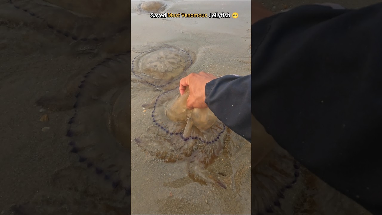 Rescue mission: Over 10+ jellyfish safely returned to their home 🥺