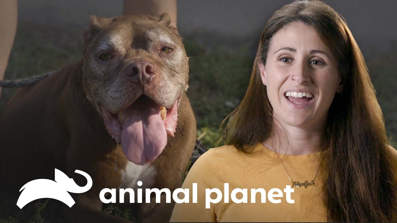 &iquest;Por qu&eacute; adoptar perros mayores es una buena opci&oacute;n? | Pit Bulls y convictos | Animal Planet