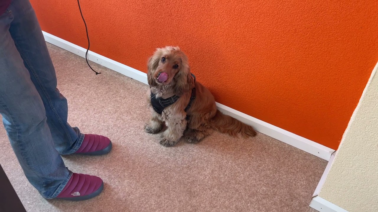 Leckerchen schnappen - wie bringe ich das meinem Hund bei?