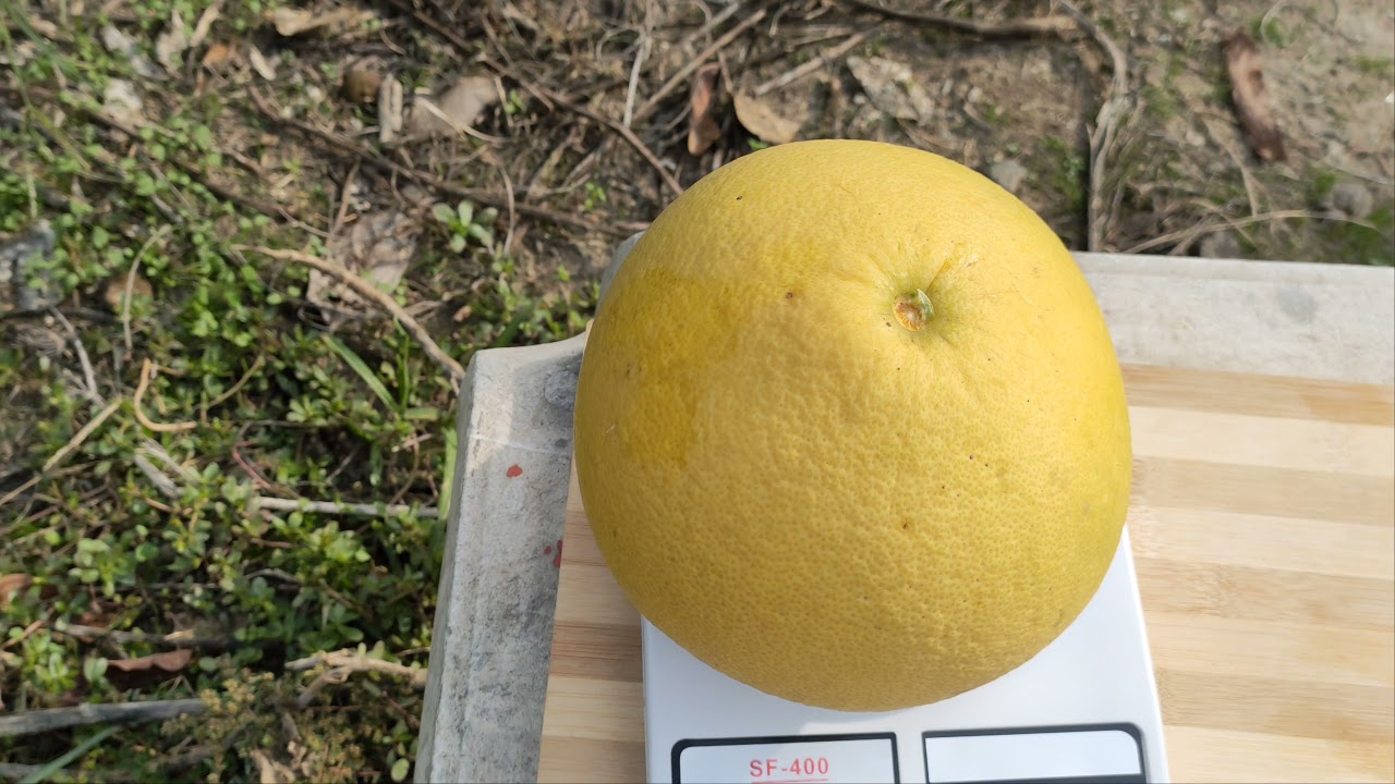 #pomelo#şadok#pomelo meyvesi ve ağacı