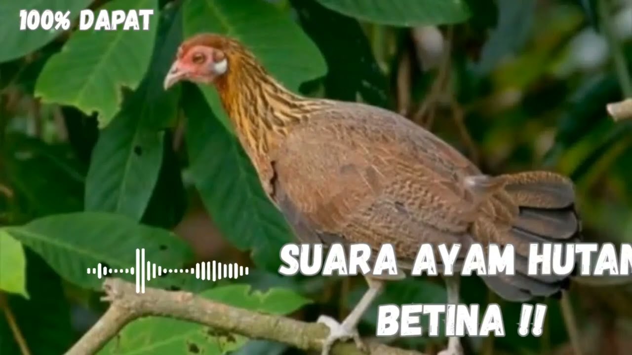 Suara Ayam Hutan Betina Asli Hutan – Natural & Jernih 🌿🐔